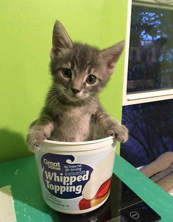 Kitten in cup.jpg