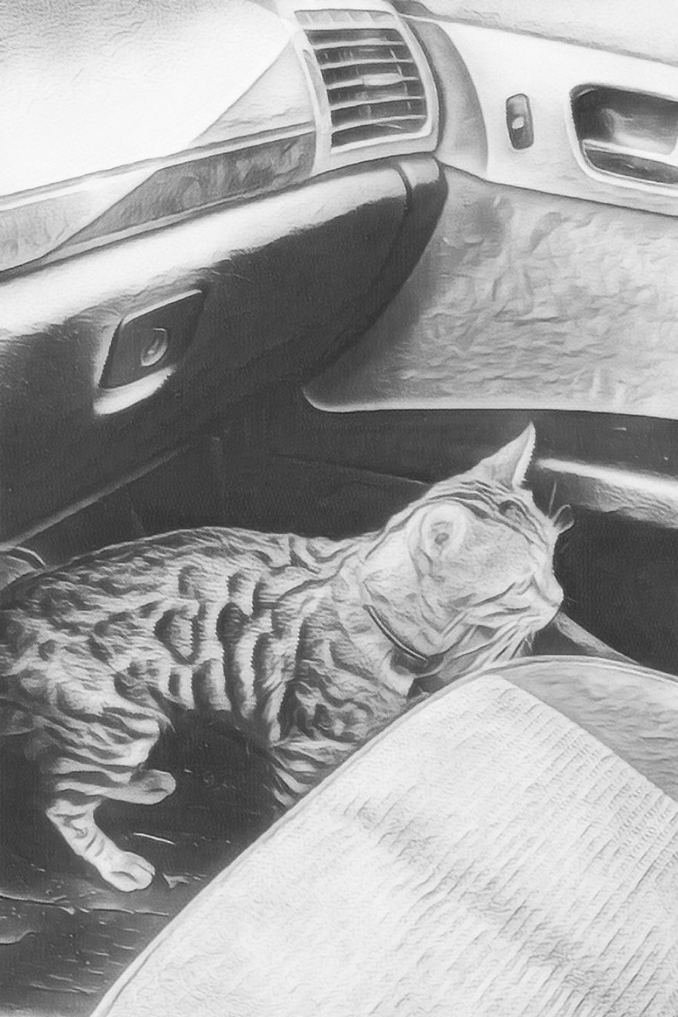 The Cat of the House, the Inspector checking my car!