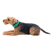 cagnolino