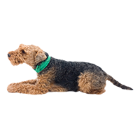 Perrito