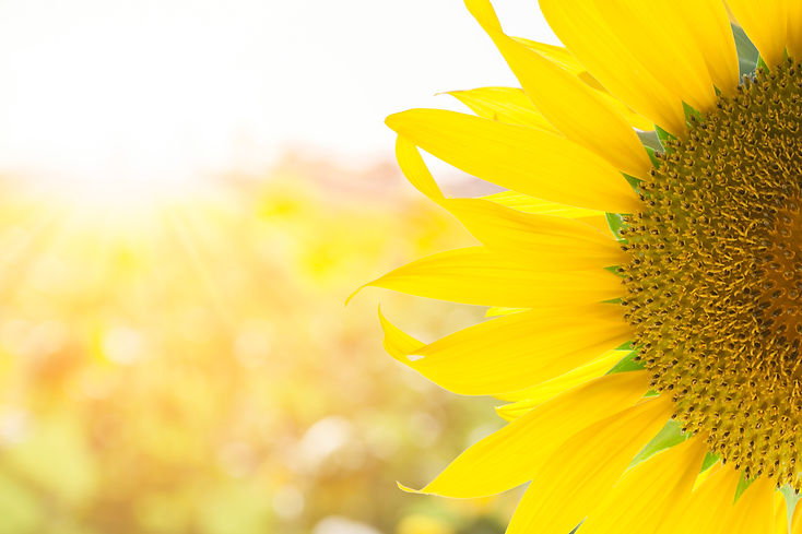 iStock-496636536.jpg