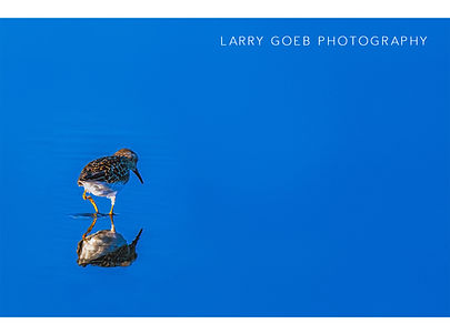 Larry Goeb website Home.jpg