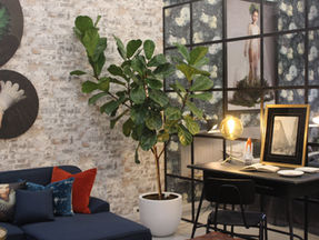 FICUS LYRATA - TODO LO QUE DEBES SABER