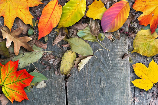 tree-branch-plant-wood-plank-leaf-488845-pxhere.com.jpg