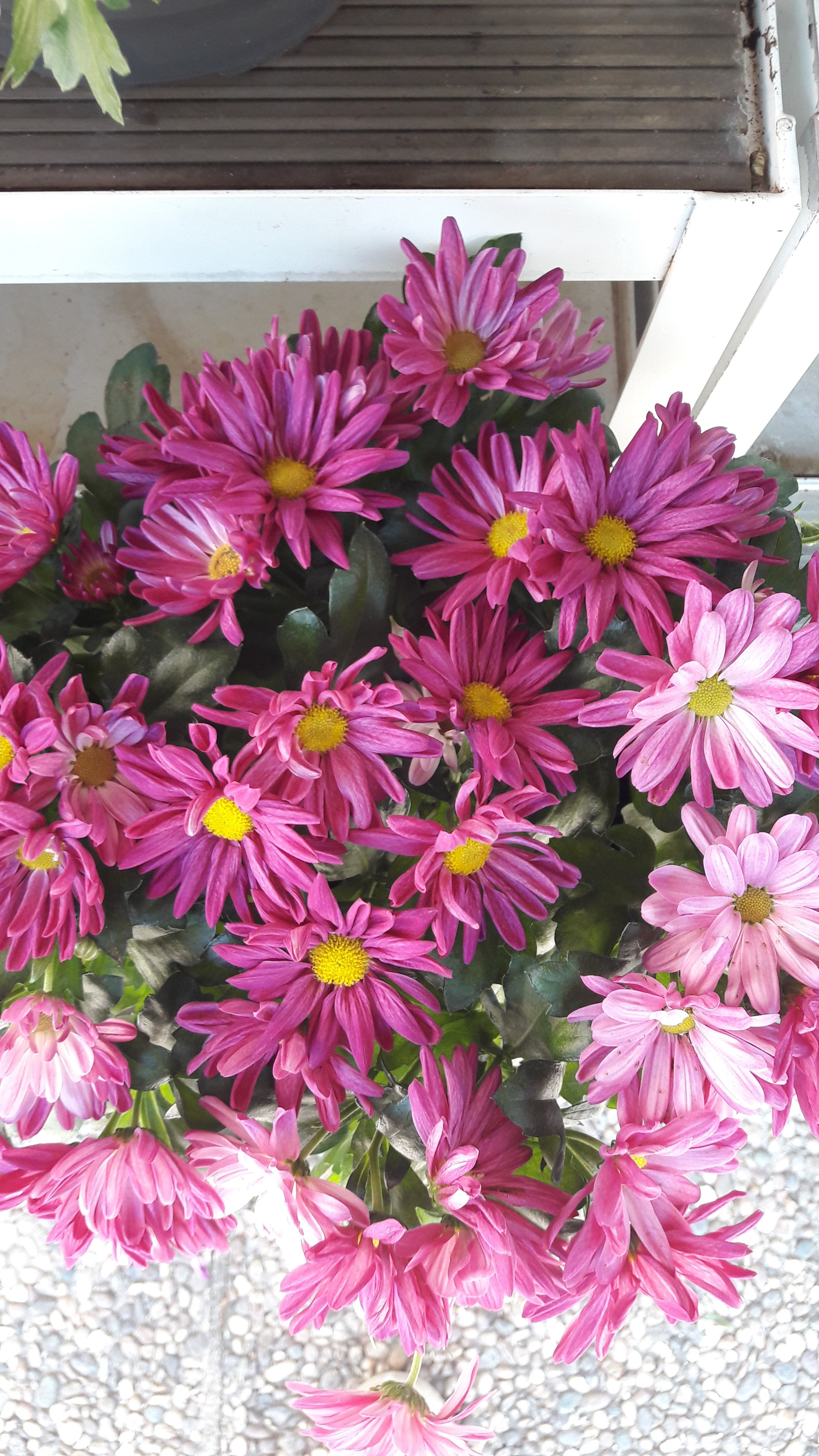 Charmant chrysanthème