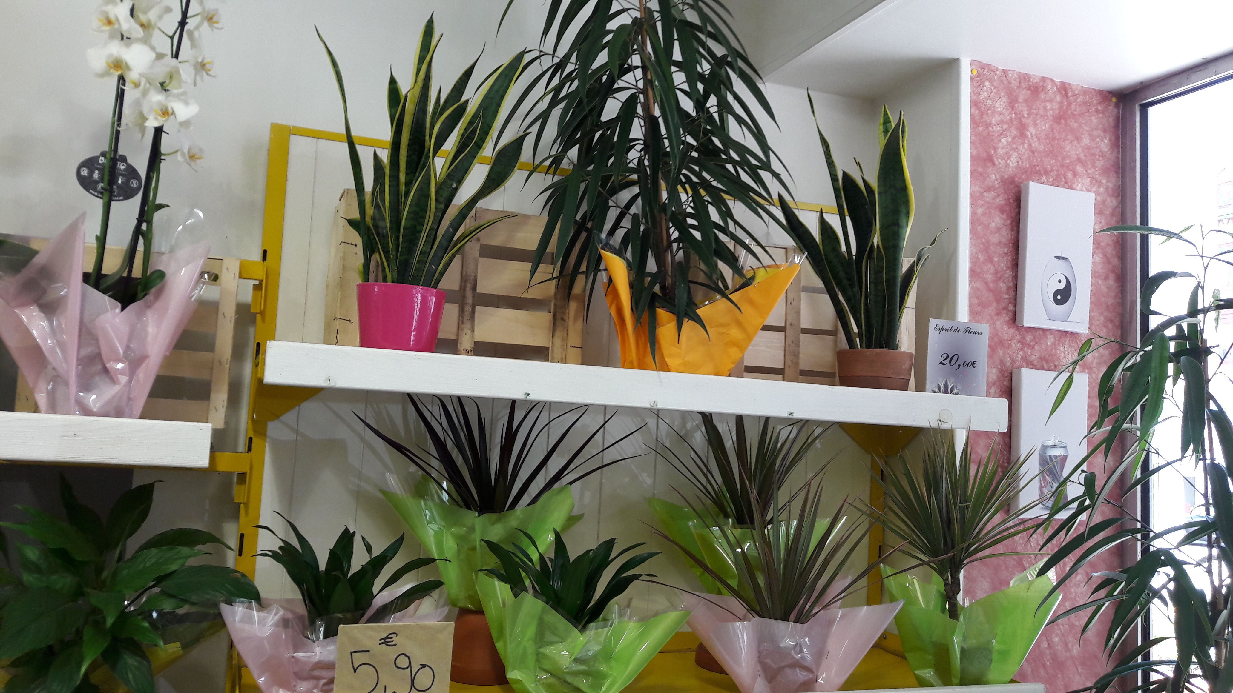 Assortiment de verdure