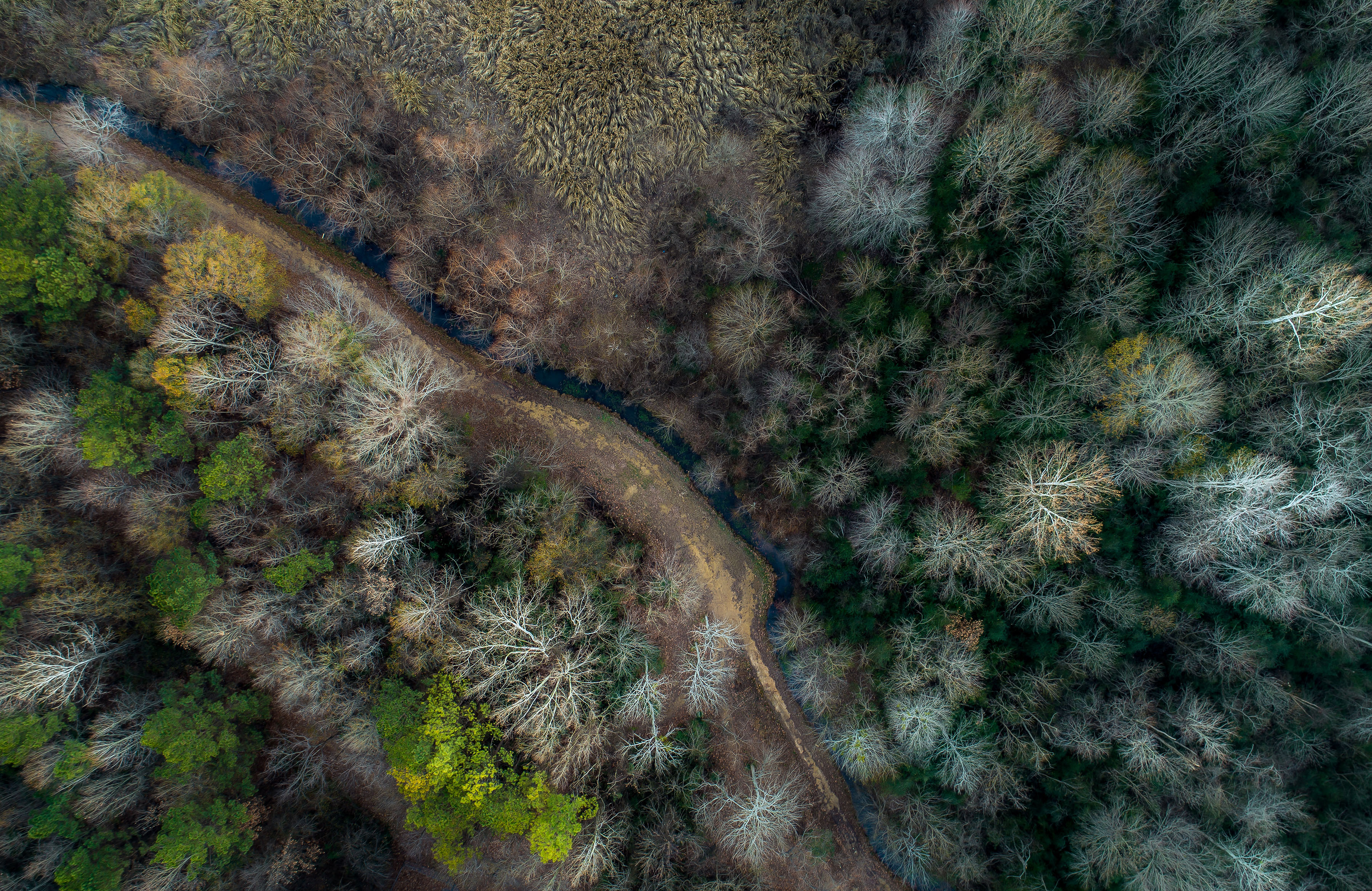 Birdseye View of Forest