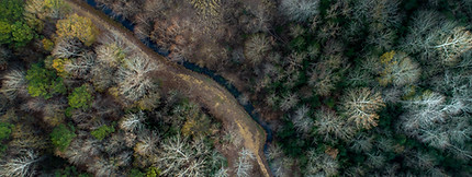 Aerial Forest