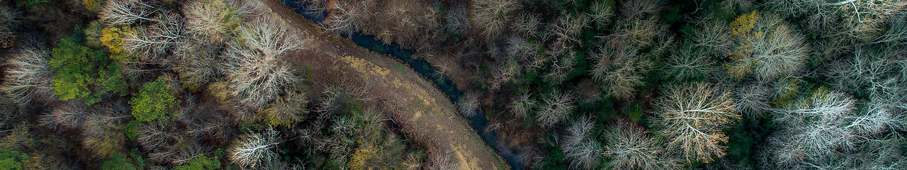 Aerial Forest