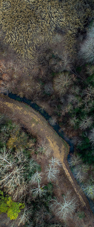 Aerial Forest