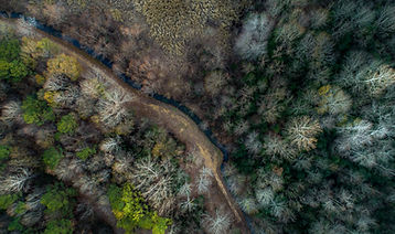 Aerial Forest View