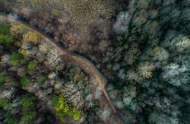 Aerial Forest View