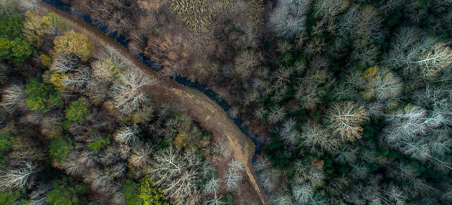 Aerial Forest