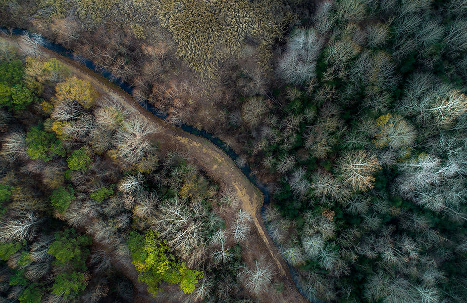 Aerial Forest
