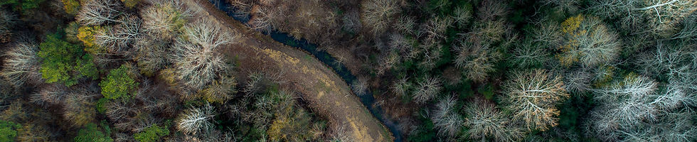 Aerial Forest