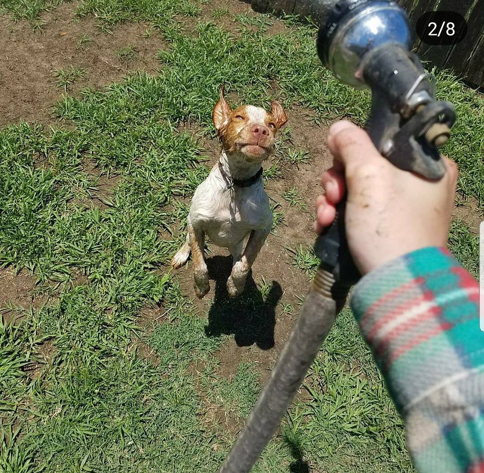 First Rate Canine