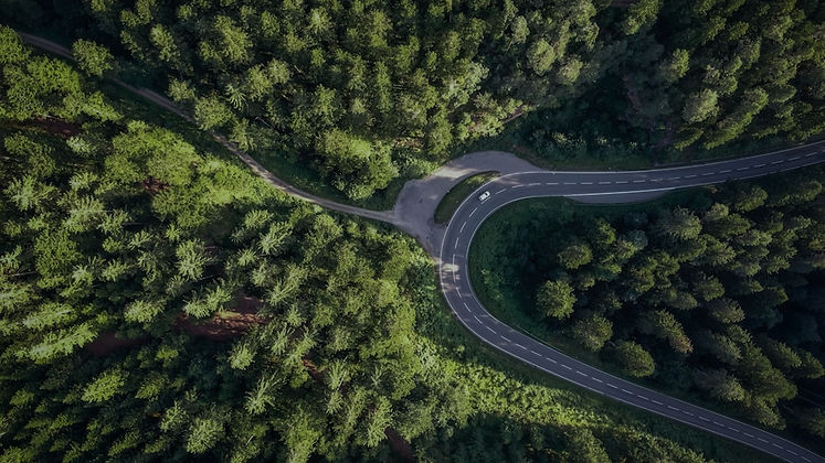 Background Forest_edited.jpg