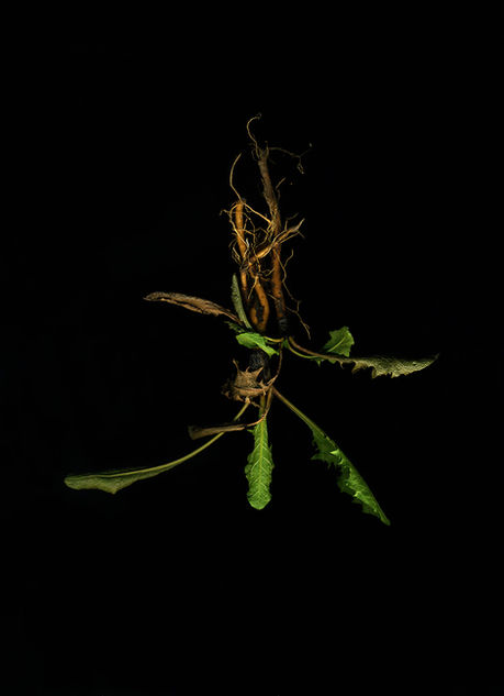 Taraxacum / Radix / 2020