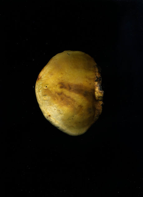 Xylobionten backside / Schneealm / September 2021