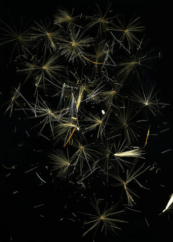 Cynara blossom seeds aus der Serie Wild at heart_2019_Cynara cardunculus Blossom seeds 02_