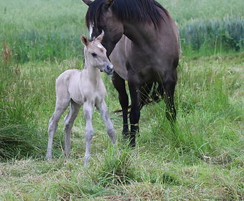 Fohlen Lotte und Gramilla 06-1.2026 136.png