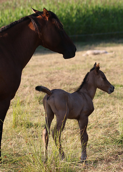 100% NFQHA- Foundation Quarter Horse Hengstfohlen der Absarokee Horse Farm in Niedersachen Germany