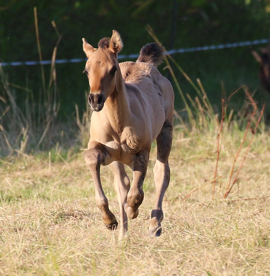 Foundation Quarter Horse Hengstfohlen der Absarokee Horse Farm in Niedersachen Germany