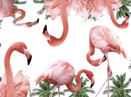 Flamingos