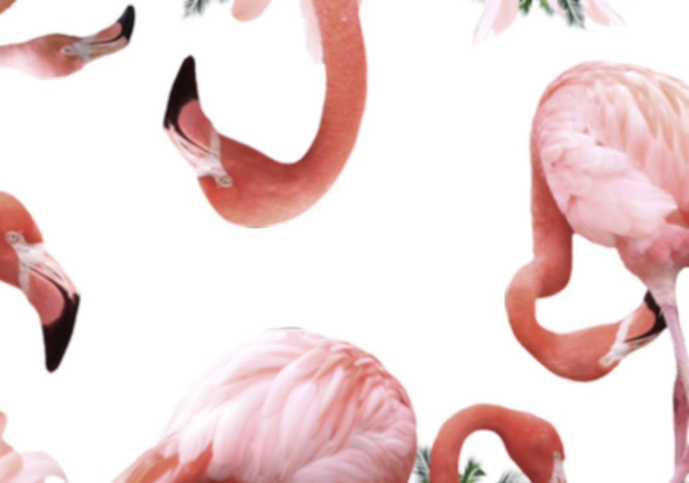 Flamingos
