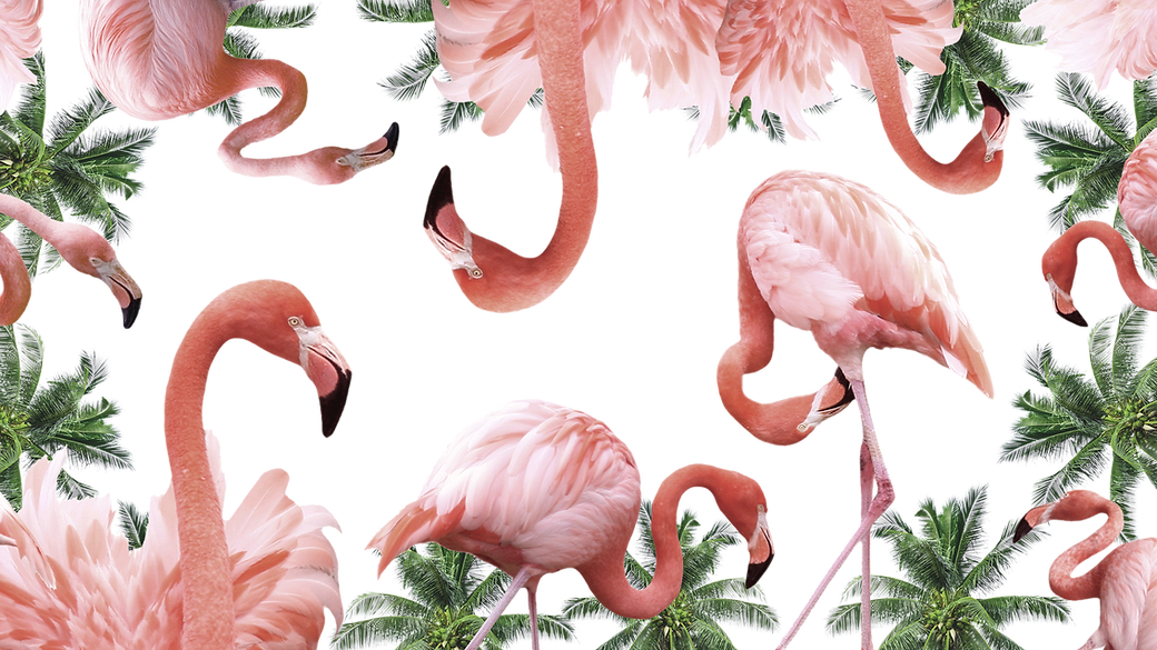 Flamingos