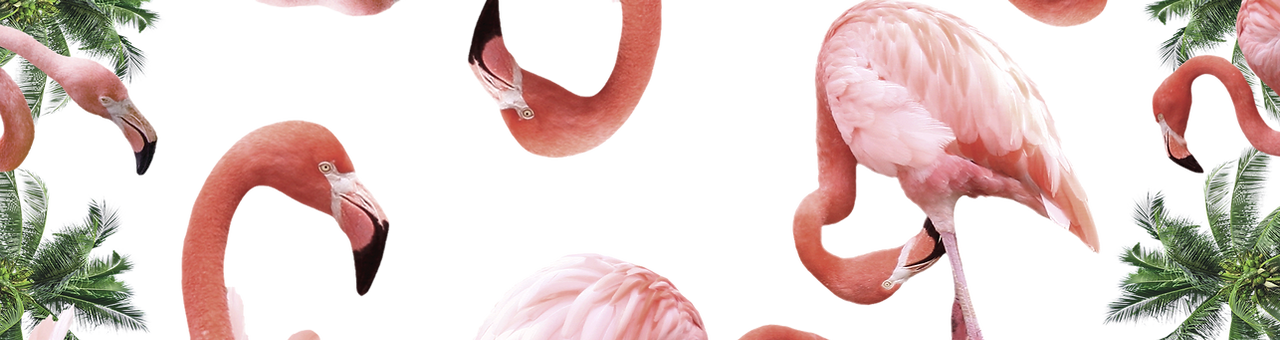 Flamingos
