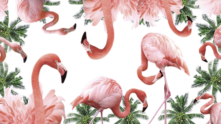 flamencos