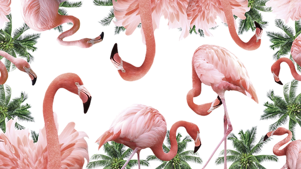 Flamingos