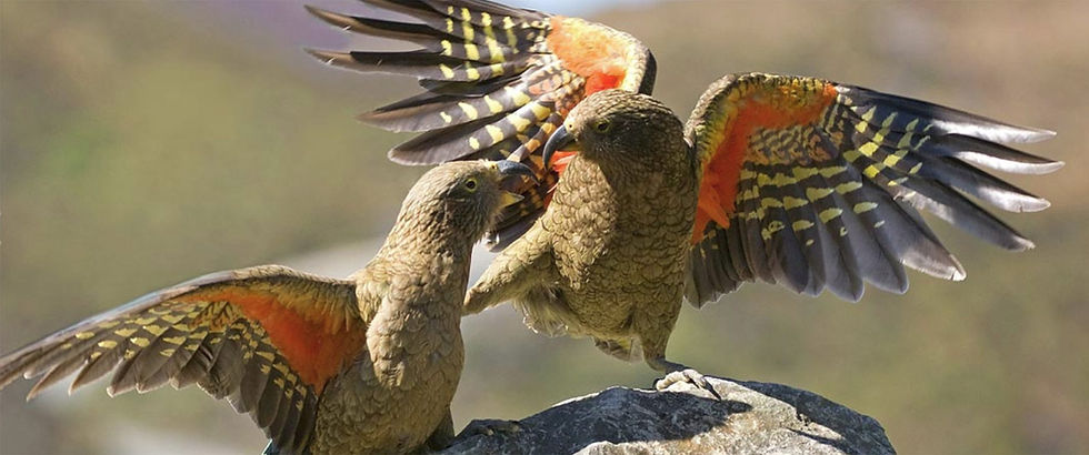 New Zealand Kea: Click here for the Kea Conservation Trust's website