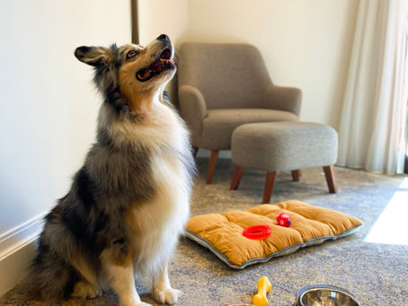 Celebre o Dia do Cão no Lisbon Marriott Hotel 