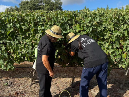 Acontece às quartas-feiras: “Um Dia de Vindima na Adega de Palmela”!