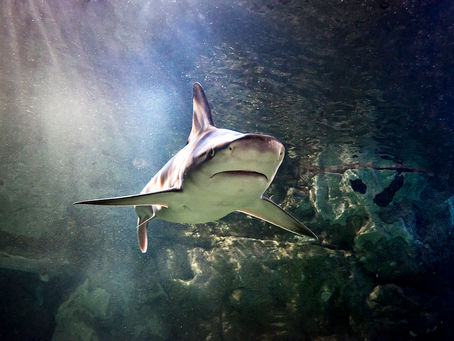 Todas as verdades e curiosidades dos tubarões no SEA LIFE Porto