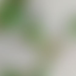 こんぺ　みなぺるほねん