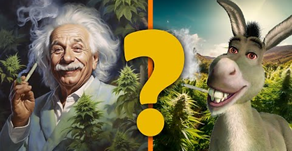 Quem usa maconha é mais criativo ou fica burro?