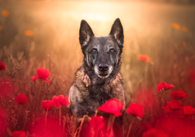 Chien dans un champ de coquelicots