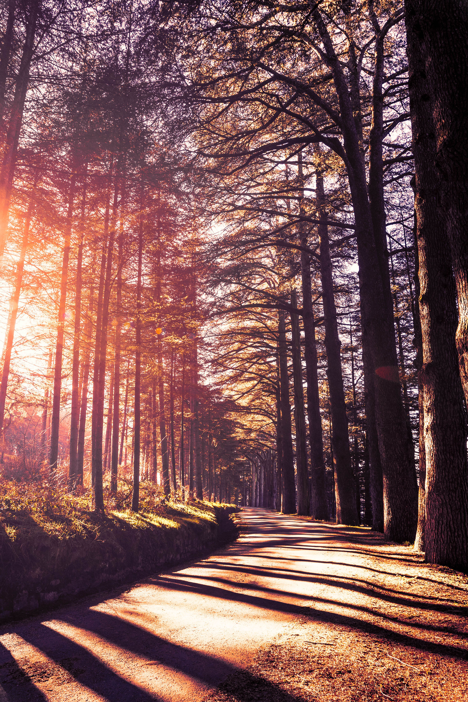 Chemin forestier au coucher du soleil