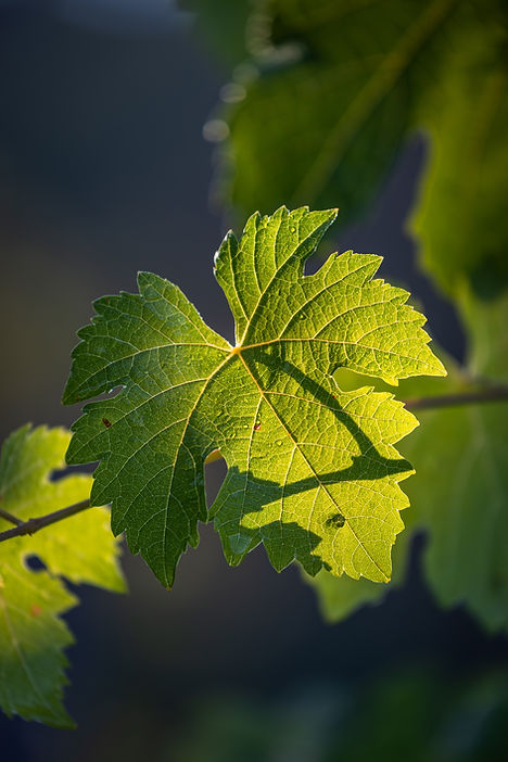 Feuille de vigne verte en gros plan avec lumière solaire, nature et détails