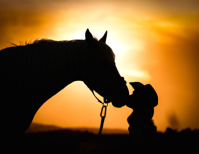 Silhouette d'un cheval et d'un chien au coucher du soleil
