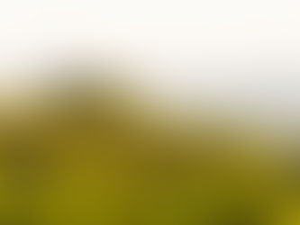 Vignoble verdoyant au lever du soleil