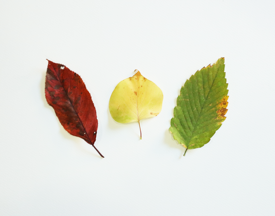 Fall Leaf Craft Printable for Kids Autumn Animal Art Activity Template PDF