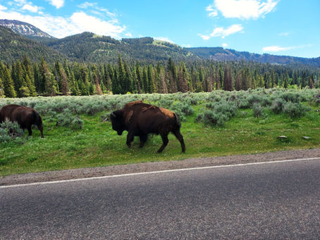 Best Campgrounds & RV Parks Near Yellowstone’s North Entrance