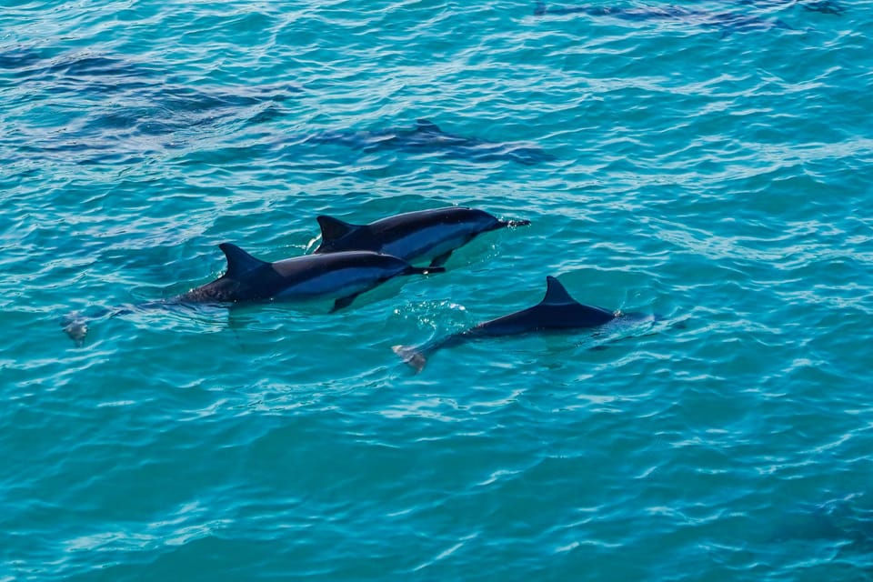 Dolphins swimming in the Ocean off the Big Island of Hawaii.