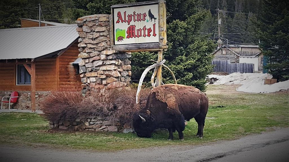The Alpine Motel with a buffalo in front of it.