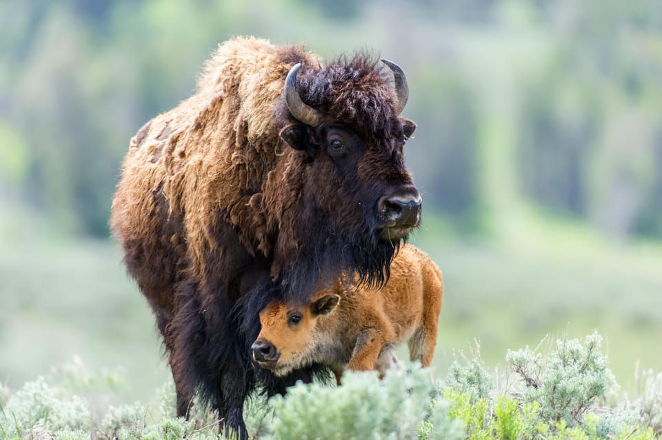 A mother buffalo and her calf, just one of the many wildlife viewing opportunities afforded by a private Yellowstone tour.