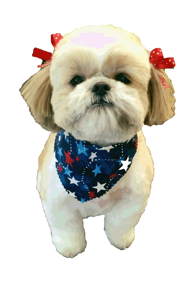 Top Dog Grooming Chelsea  The ultimate guide 